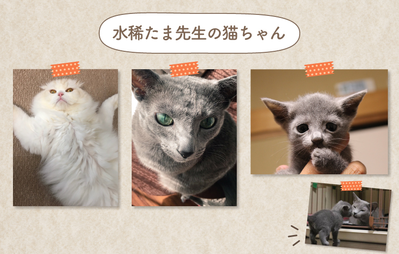 水稀たま先生コメント